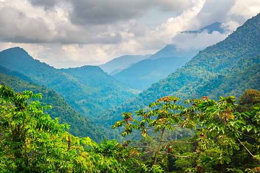 Jungle: Colombia
