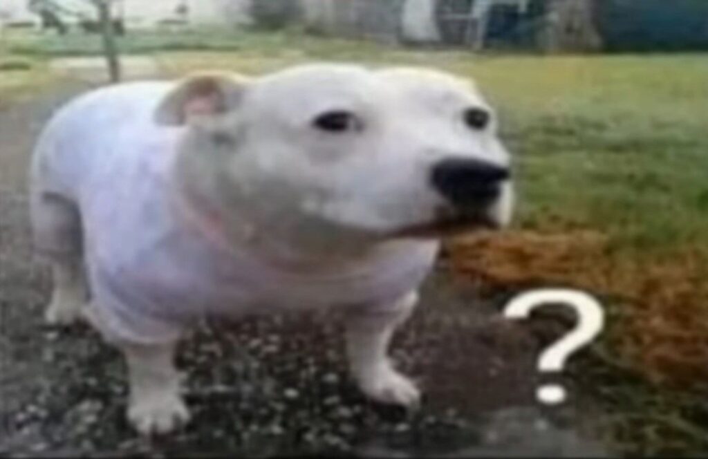 Confused Dog Meme