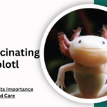 The Fascinating Axolotl