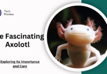 The Fascinating Axolotl