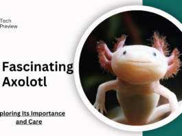 The Fascinating Axolotl