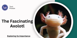 The Fascinating Axolotl