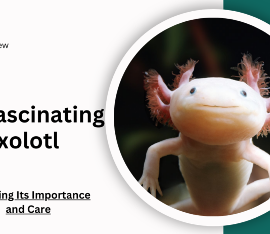 The Fascinating Axolotl