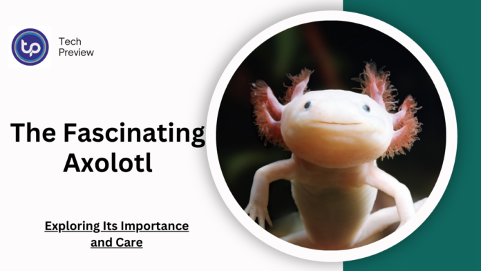 The Fascinating Axolotl