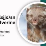 Animal:lxjjx7snyfs= Wolverine: Exploring the Life of a Fearless Predator