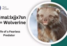 Animal:lxjjx7snyfs= Wolverine: Exploring the Life of a Fearless Predator