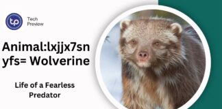 Animal:lxjjx7snyfs= Wolverine: Exploring the Life of a Fearless Predator