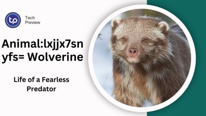 Animal:lxjjx7snyfs= Wolverine: Exploring the Life of a Fearless Predator